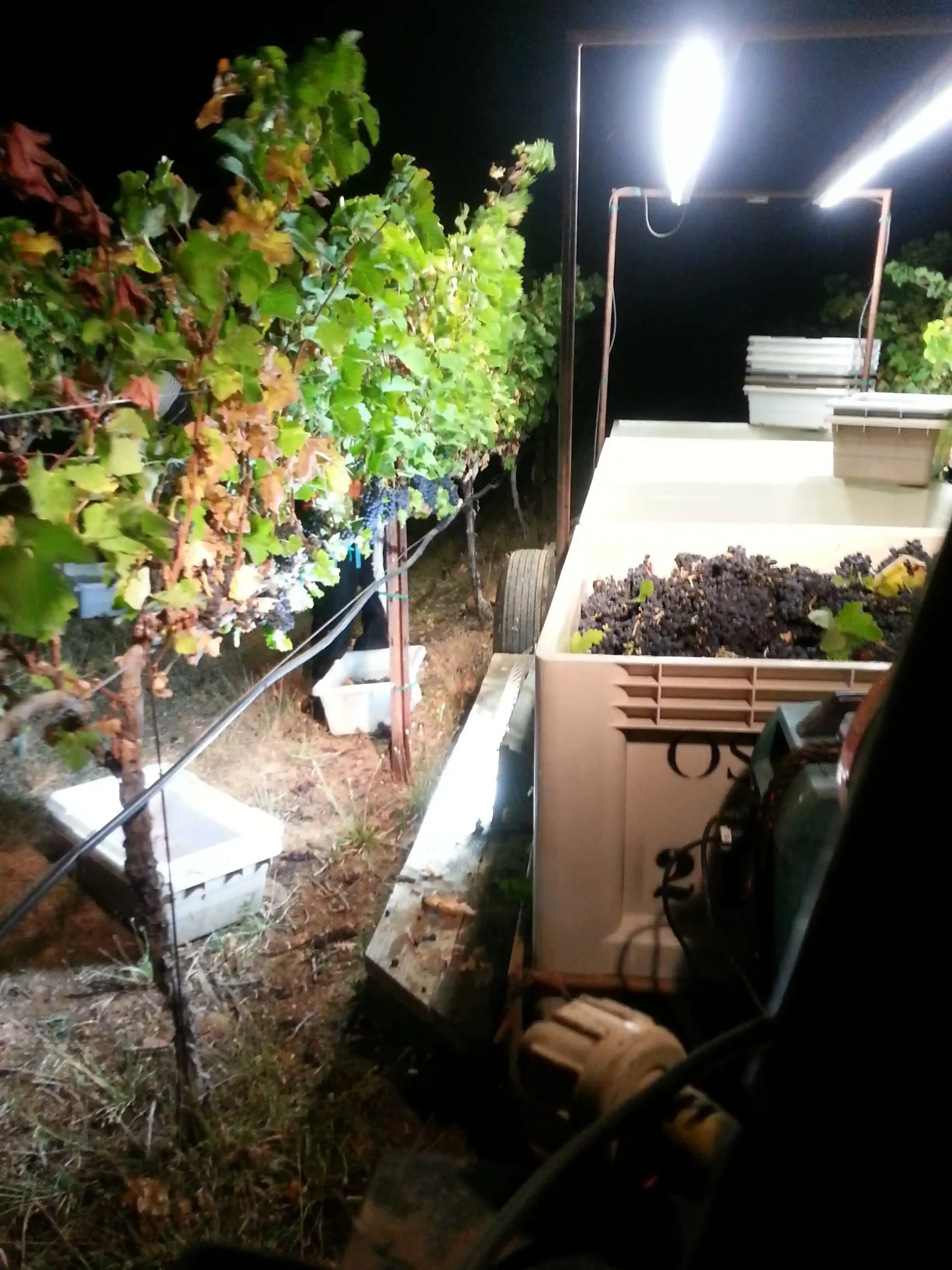 Fresh wine grape crushing process sustainable Bitcoin winery harvest season California