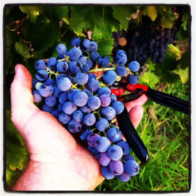 Hand-picked wine grapes harvest season Bitcoin winery Turkovich family sustainable farming California