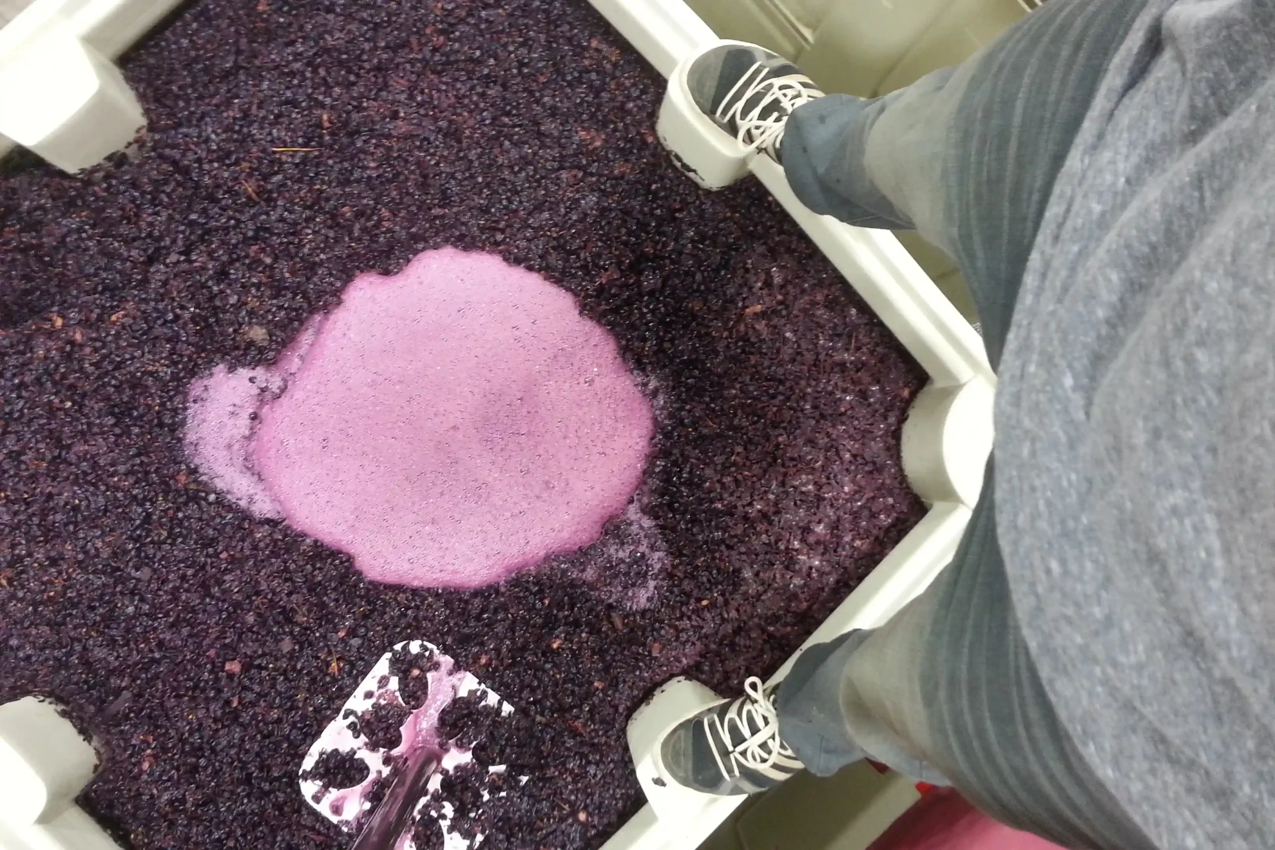 Wine grape processing fermentation Bitcoin winery sustainable winemaking technology California terroir