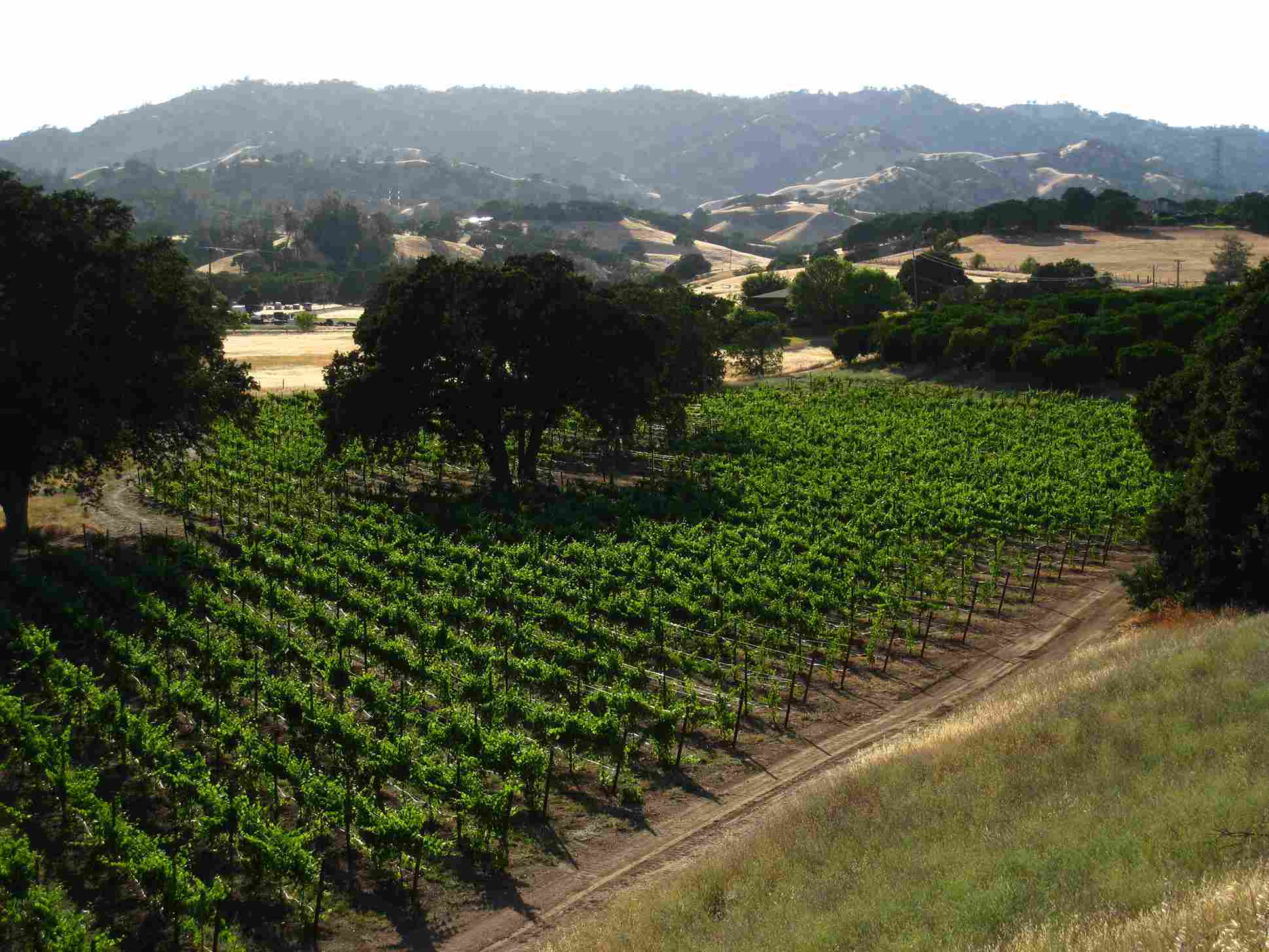 Yolo County wine country vineyards in Northern California showing sustainable farming practices and terroir