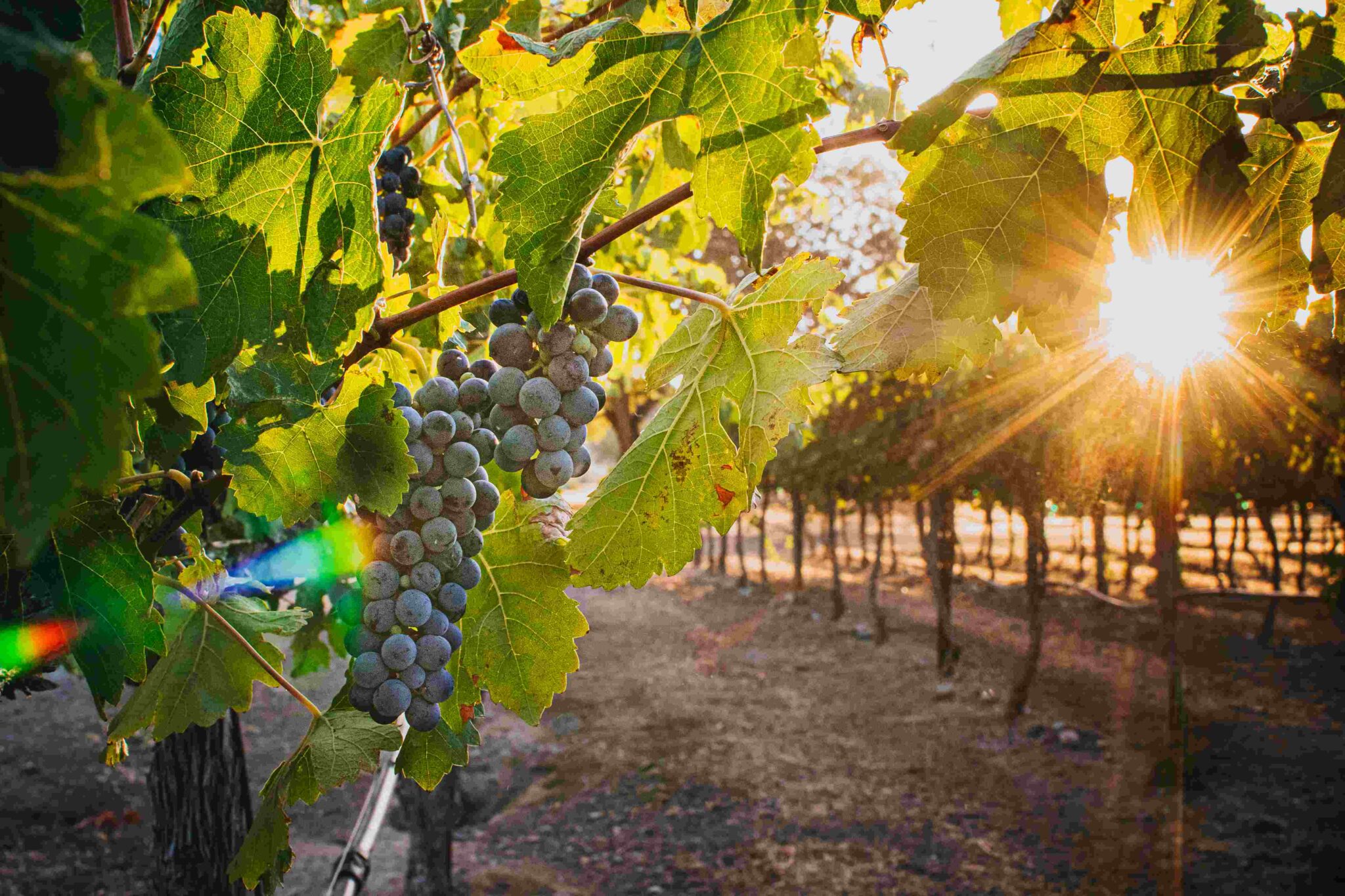 Yolo County vineyard grapes Winters California Bitcoin winery sunset